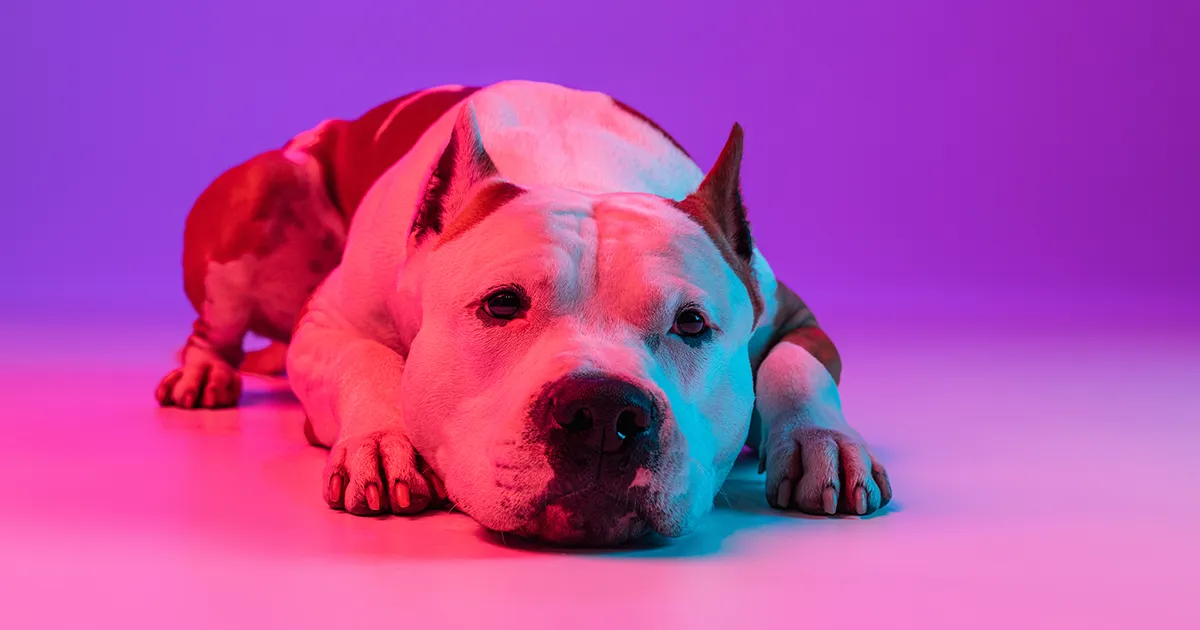 Pitbull color